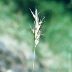 Rytidosperma erianthum (Hill Wallaby Grass) at Conder, ACT - 10 Dec 2005 by michaelb