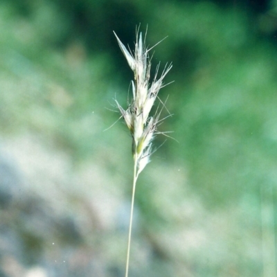 Rytidosperma erianthum (Hill Wallaby Grass) at Conder, ACT - 11 Dec 2005 by MichaelBedingfield