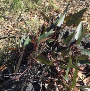 Hardenbergia violacea at O'Connor, ACT - 28 Jun 2015