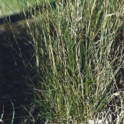 Rytidosperma erianthum (Hill Wallaby Grass) at Conder, ACT - 19 May 2007 by michaelb