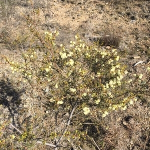 Acacia genistifolia at O'Connor, ACT - 28 Jun 2015