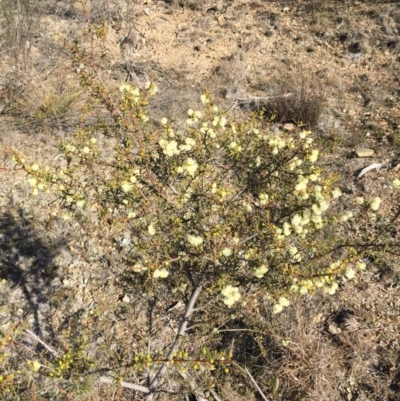 Acacia genistifolia (Early Wattle) at O'Connor, ACT - 28 Jun 2015 by ibaird