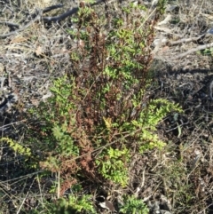 Cheilanthes sieberi subsp. sieberi (Mulga Rock Fern) at O'Connor, ACT - 28 Jun 2015 by ibaird