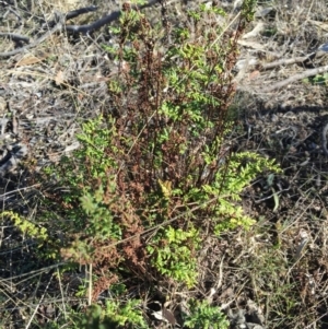 Cheilanthes sieberi subsp. sieberi at O'Connor, ACT - 28 Jun 2015