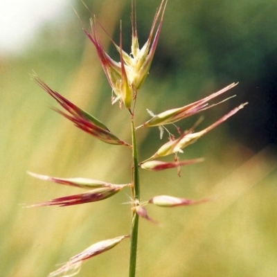 Rytidosperma erianthum (Hill Wallaby Grass) at Conder, ACT - 29 Oct 2009 by michaelb