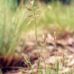 Rytidosperma erianthum at Conder, ACT - 30 Oct 2009