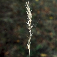 Rytidosperma fulvum at Conder, ACT - 20 May 2007