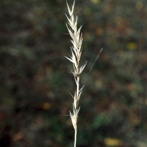 Rytidosperma fulvum at Conder, ACT - 20 May 2007