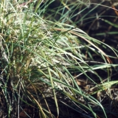 Rytidosperma fulvum at Conder, ACT - 20 May 2007