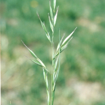 Rytidosperma fulvum (Wallaby Grass) at Conder, ACT - 3 Dec 2008 by MichaelBedingfield