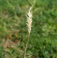 Rytidosperma fulvum (Wallaby Grass) at Conder, ACT - 29 Dec 2007 by michaelb