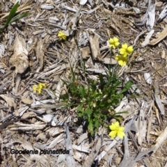 Goodenia pinnatifida (Scrambled Eggs) at Molonglo Valley, ACT - 20 Nov 2014 by JanetRussell