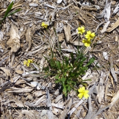 Goodenia pinnatifida (Scrambled Eggs) at Molonglo Valley, ACT - 19 Nov 2014 by JanetRussell