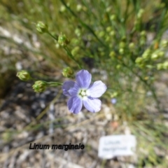 Linum marginale (Native Flax) at Molonglo Valley, ACT - 19 Nov 2014 by JanetRussell