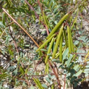 Indigofera australis subsp. australis at Molonglo Valley, ACT - 20 Nov 2014 10:20 AM