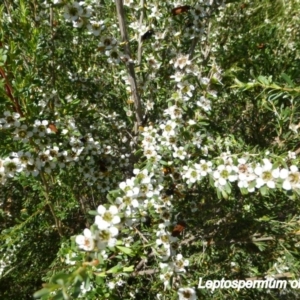 Leptospermum obovatum at Molonglo Valley, ACT - 20 Nov 2014 08:33 AM