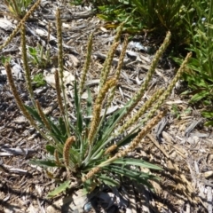 Plantago varia (Native Plaintain) at Molonglo Valley, ACT - 19 Nov 2014 by JanetRussell