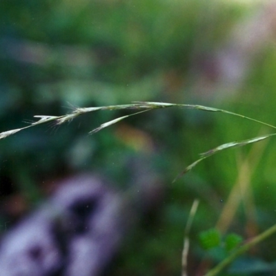 Rytidosperma racemosum (Striped Wallaby Grass) at Tuggeranong Hill - 5 May 2000 by michaelb