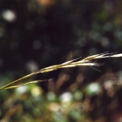 Rytidosperma racemosum (Striped Wallaby Grass) at Conder, ACT - 13 Feb 2007 by MichaelBedingfield