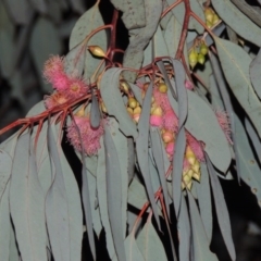 Eucalyptus sideroxylon (Mugga Ironbark) at Bonython, ACT - 5 Jul 2015 by MichaelBedingfield