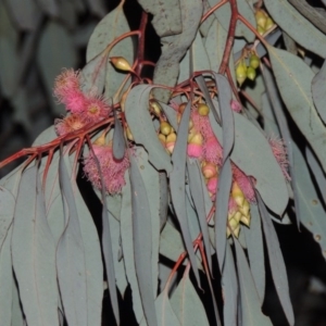 Eucalyptus sideroxylon at Bonython, ACT - 5 Jul 2015 07:11 PM