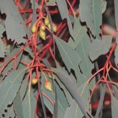 Eucalyptus sideroxylon (Mugga Ironbark) at Bonython, ACT - 5 Jul 2015 by MichaelBedingfield