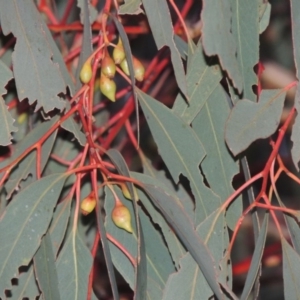 Eucalyptus sideroxylon at Bonython, ACT - 5 Jul 2015 06:26 PM