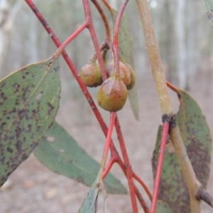 Eucalyptus sideroxylon at Bonython, ACT - 5 Jul 2015 06:26 PM