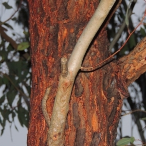 Eucalyptus sideroxylon at Bonython, ACT - 5 Jul 2015 06:26 PM