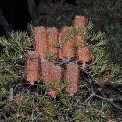 Banksia spinulosa var. spinulosa (Hairpin Banksia) at Bonython, ACT - 5 Jul 2015 by MichaelBedingfield