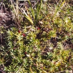 Astroloma humifusum (Cranberry Heath) at Conder, ACT - 14 Feb 2000 by michaelb