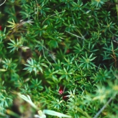 Astroloma humifusum (Cranberry Heath) at Conder, ACT - 20 Apr 2000 by michaelb