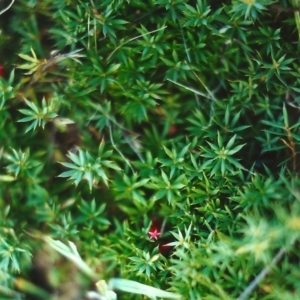 Astroloma humifusum at Conder, ACT - 21 Apr 2000