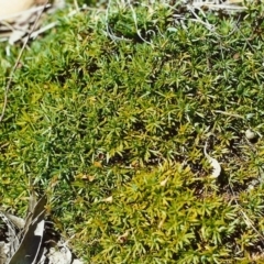 Astroloma humifusum (Cranberry Heath) at Conder, ACT - 27 Nov 2000 by michaelb