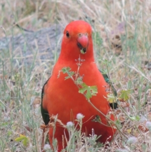 Alisterus scapularis at Conder, ACT - 15 Nov 2014