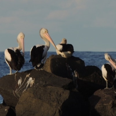 Pelecanus conspicillatus (Australian Pelican) at Kioloa, NSW - 4 Jun 2014 by michaelb