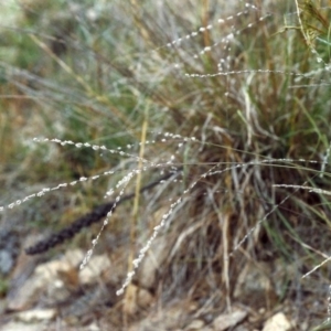 Digitaria brownii at Conder, ACT - 10 Feb 2000