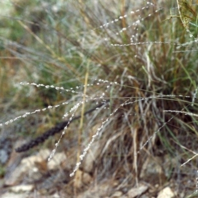Digitaria brownii (Cotton Panic Grass) at Tuggeranong Hill - 9 Feb 2000 by michaelb