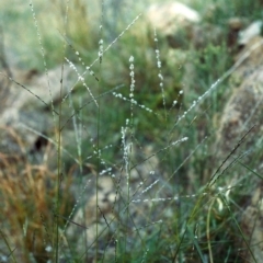 Digitaria brownii at Bonython, ACT - 17 Feb 2007 12:00 AM