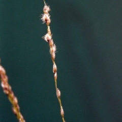 Digitaria brownii (Cotton Panic Grass) at Conder, ACT - 7 Feb 2001 by MichaelBedingfield