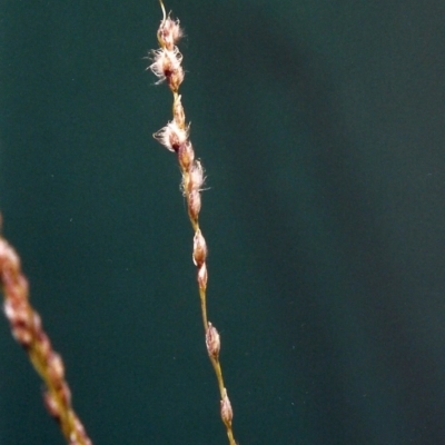 Digitaria brownii (Cotton Panic Grass) at Conder, ACT - 6 Feb 2001 by michaelb
