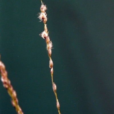 Digitaria brownii (Cotton Panic Grass) at Conder, ACT - 7 Feb 2001 by MichaelBedingfield