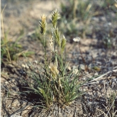 Enneapogon nigricans (Nine-awn Grass, Bottlewashers) at Barneys Hill/Mt Stranger - 29 Jan 2007 by MichaelBedingfield