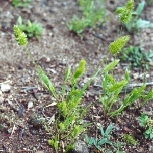 Enneapogon nigricans at Conder, ACT - 13 Nov 2000