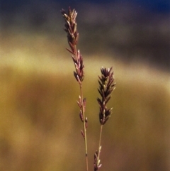 Eragrostis elongata (Clustered Lovegrass) at Gordon, ACT - 20 Jan 2012 by michaelb