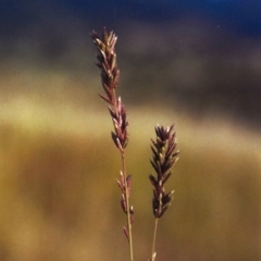 Eragrostis elongata at Gordon, ACT - 21 Jan 2012