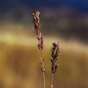 Eragrostis elongata at Gordon, ACT - 21 Jan 2012