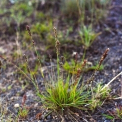 Eragrostis elongata at Gordon, ACT - 21 Jan 2012