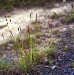 Eragrostis elongata at Gordon, ACT - 21 Jan 2012