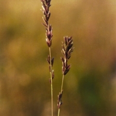 Eragrostis elongata at Gordon, ACT - 21 Jan 2012